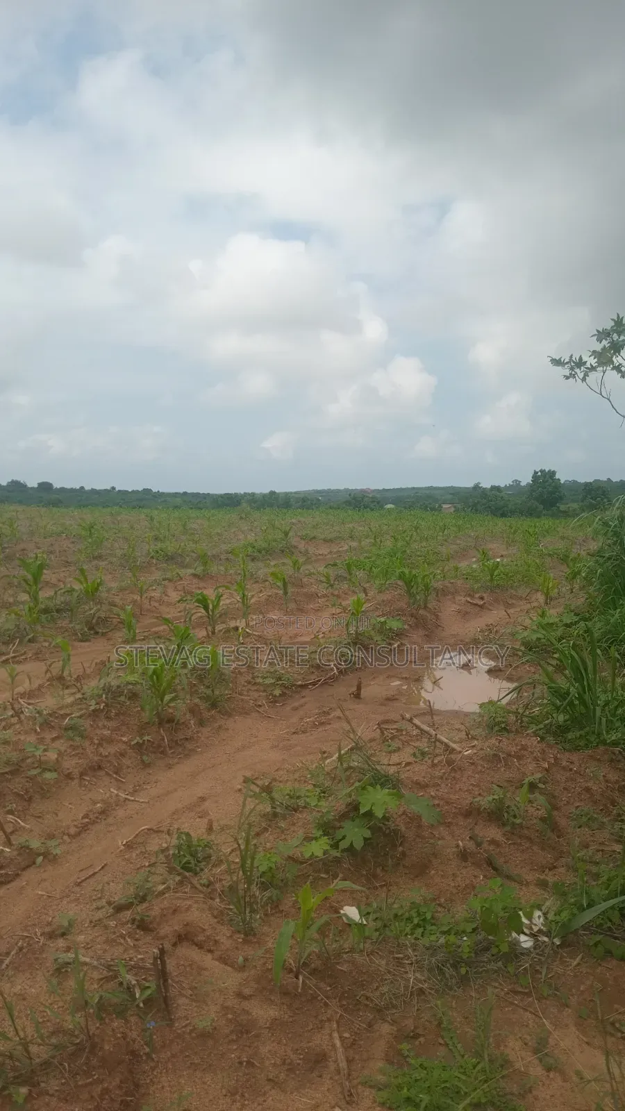Genuine Estate Company Land for Sale at Nsawam Ayibontey in Akuapim North
