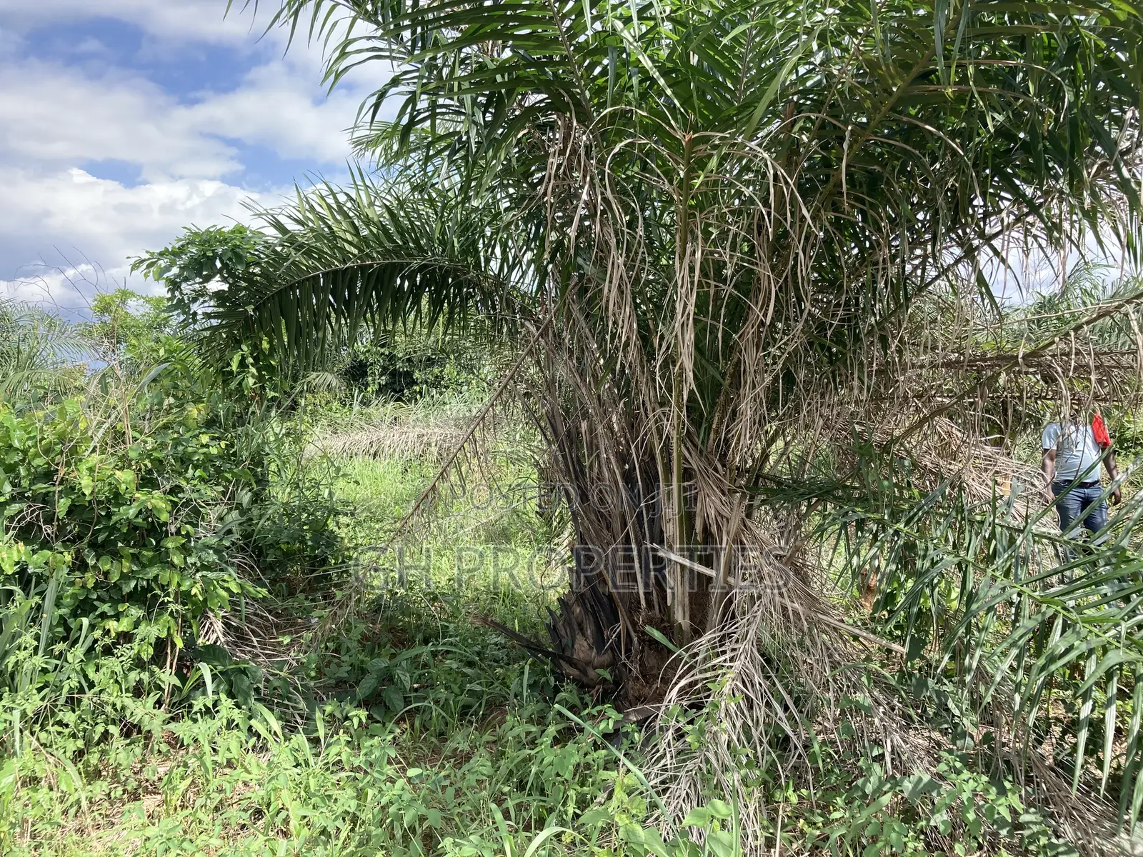 Half Plot for Sale at Sokoban, Ampaame Hills in Kumasi Metropolitan