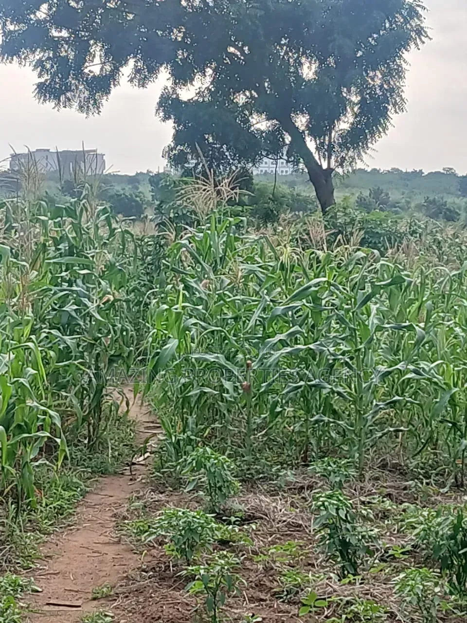 100 Acres Prime in Legon
• Minutes From University of Ghana, Upsa in Little Legon