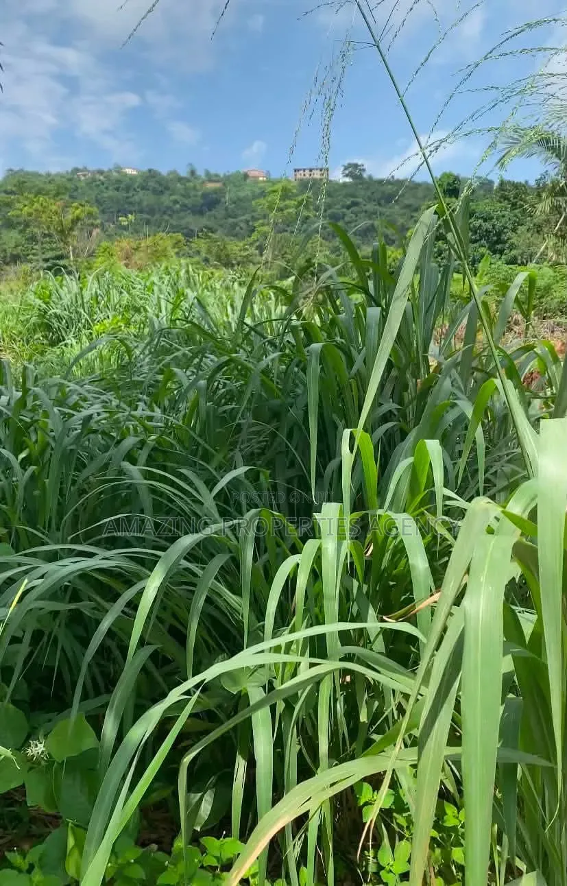 A. 50 Acres Prime in Legon
• Minutes From University of Ghana, Upsa in Little Legon