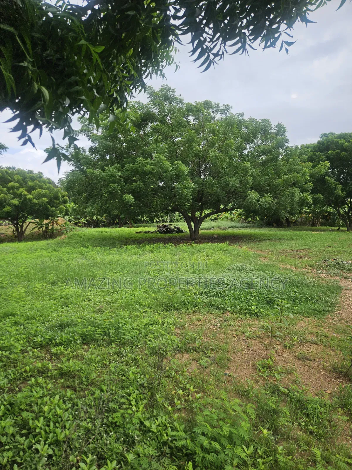 Prime Legon Land for Sale • 77 Acres Available • Prime in Legon in Little Legon