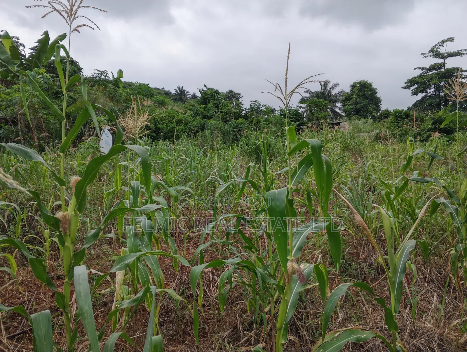 1 Plot of Land at Obom for Sale in Ga South Municipal