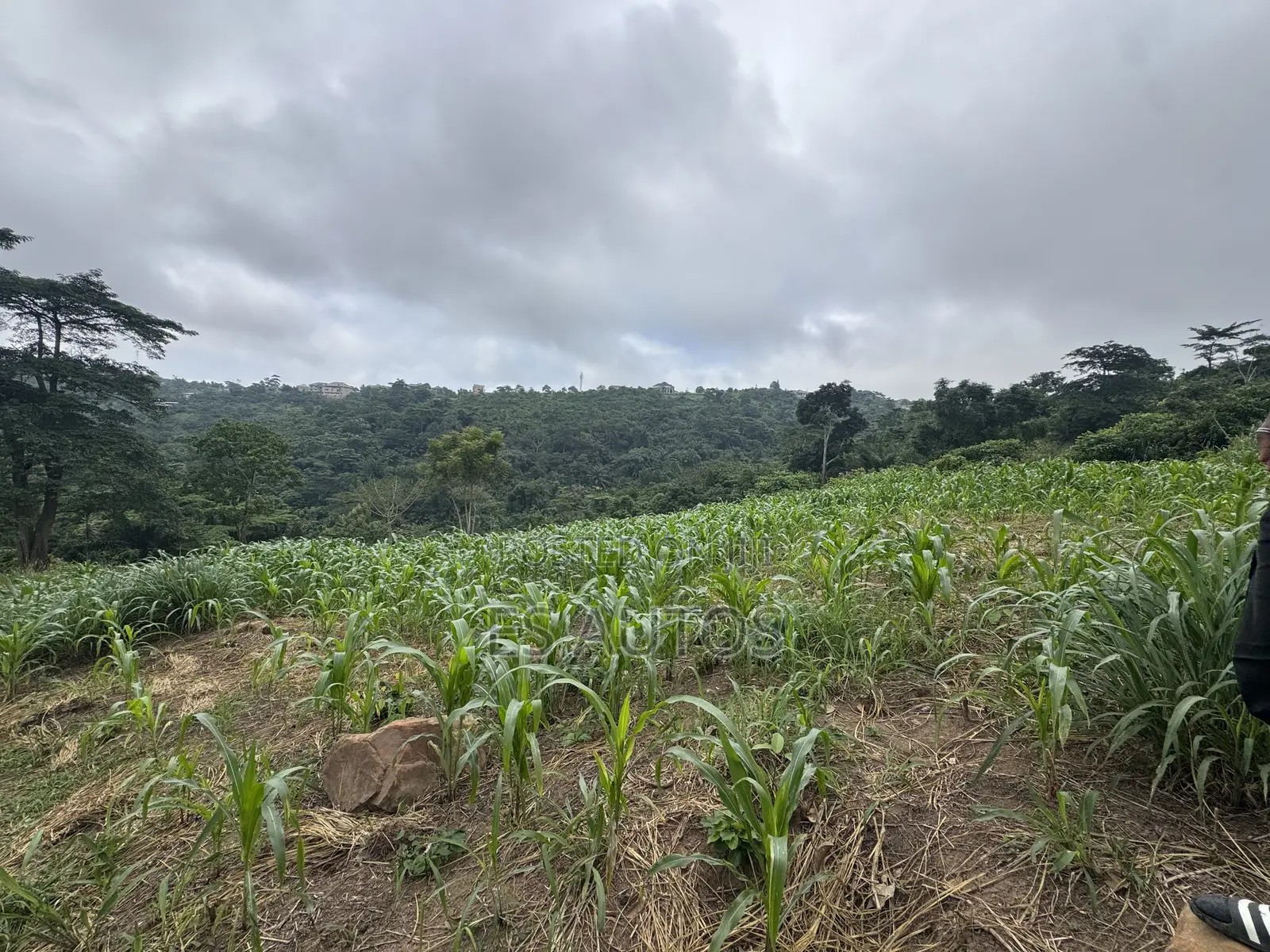 Lands for Sale in Mampong Municipal