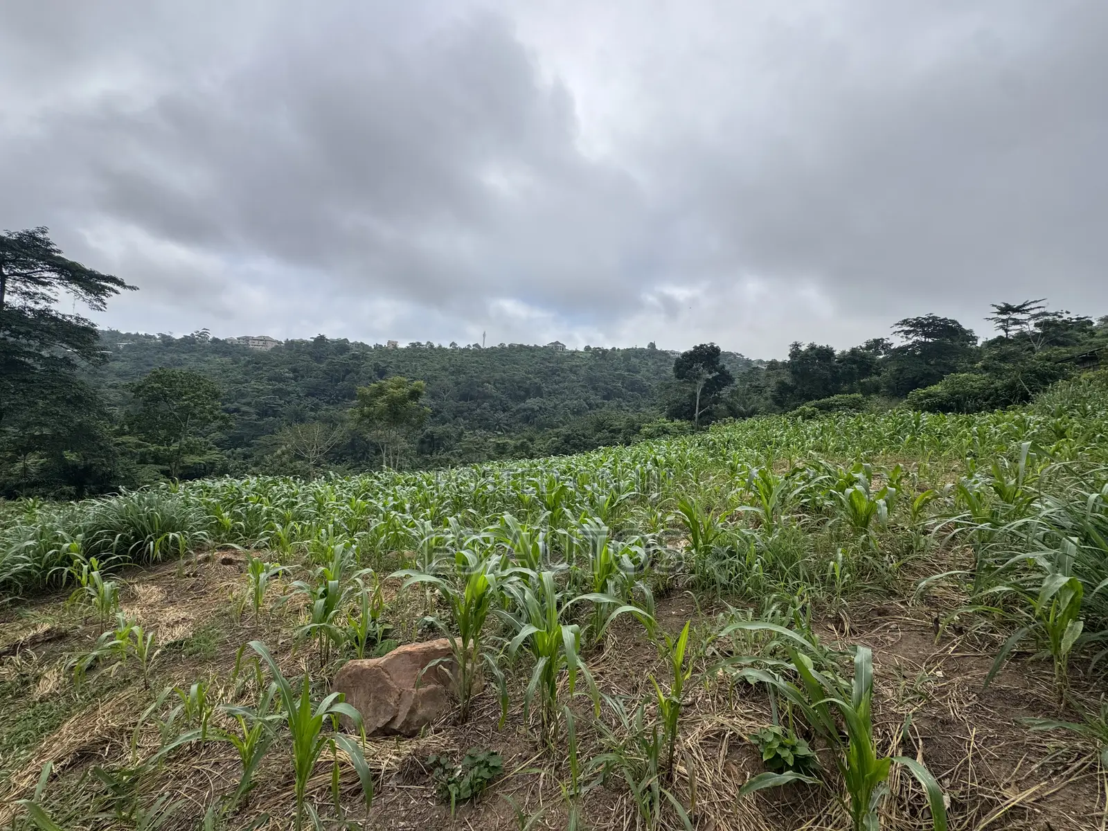 Lands for Sale in Mampong Municipal