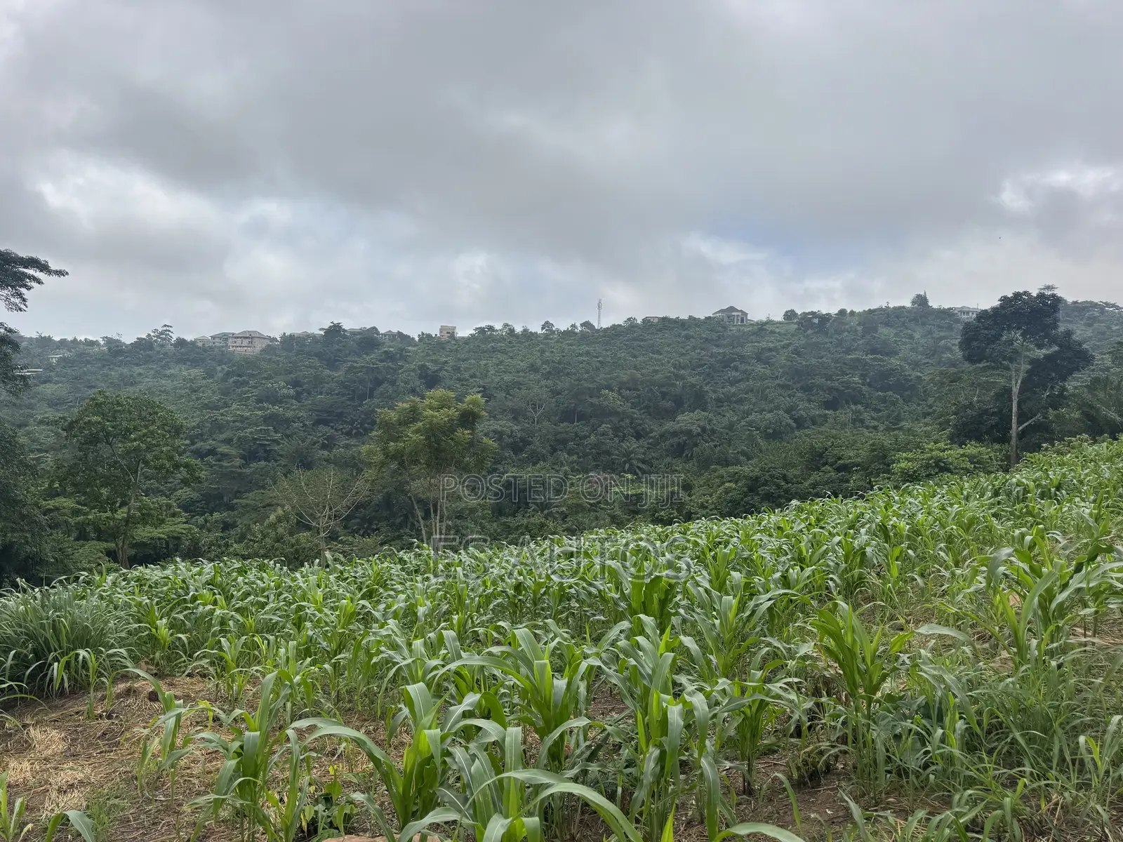 Lands for Sale in Mampong Municipal