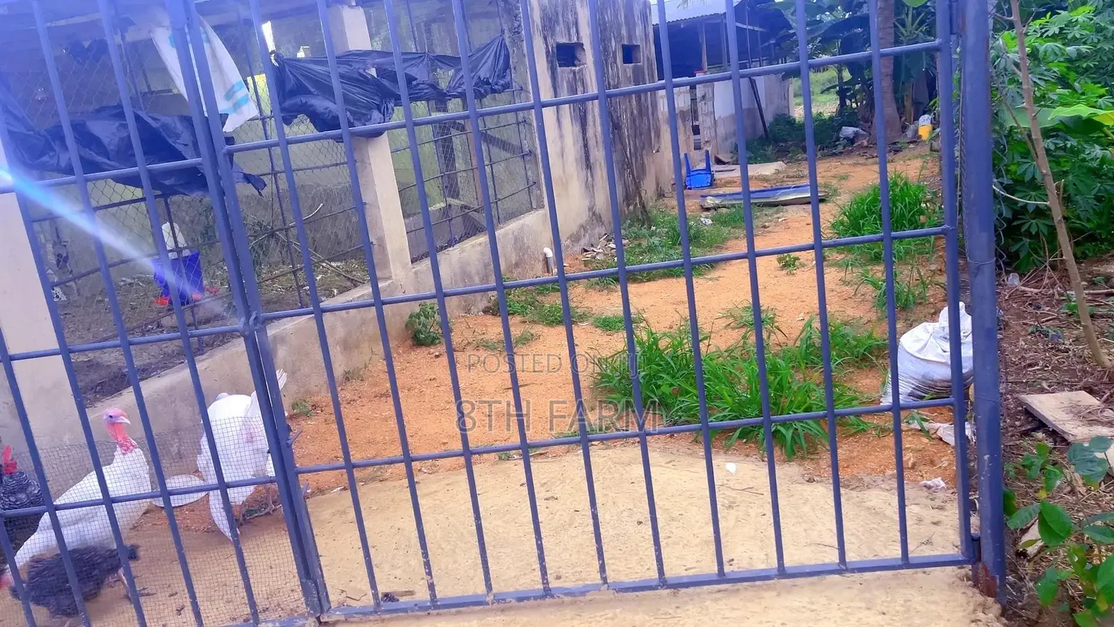 Poultry Farm Pens Available for Rent in Budumburam