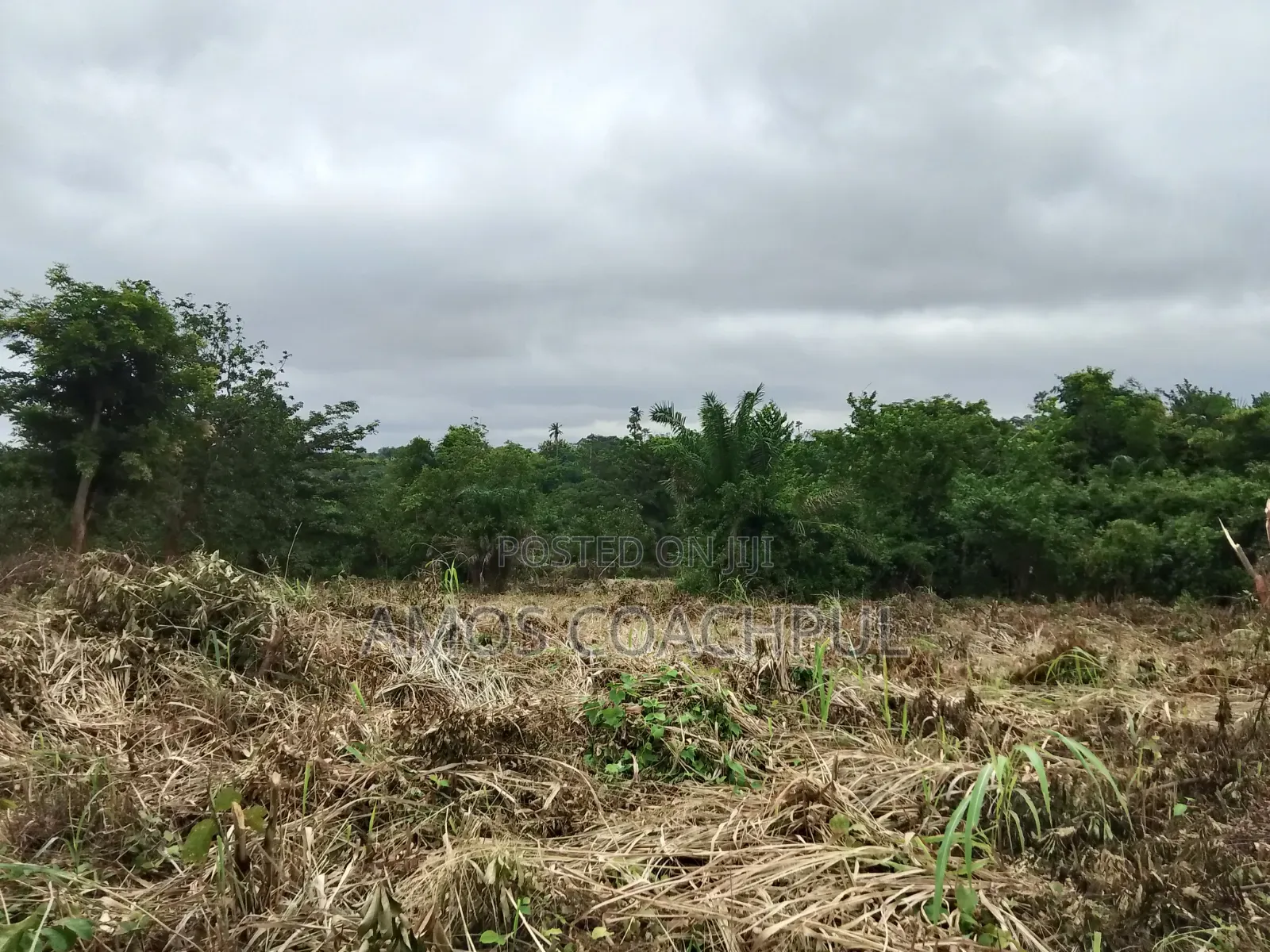 80 Acres of Farmland at Chiraa Ayiaem/Ghc15k Per Acre in Sunyani Municipal