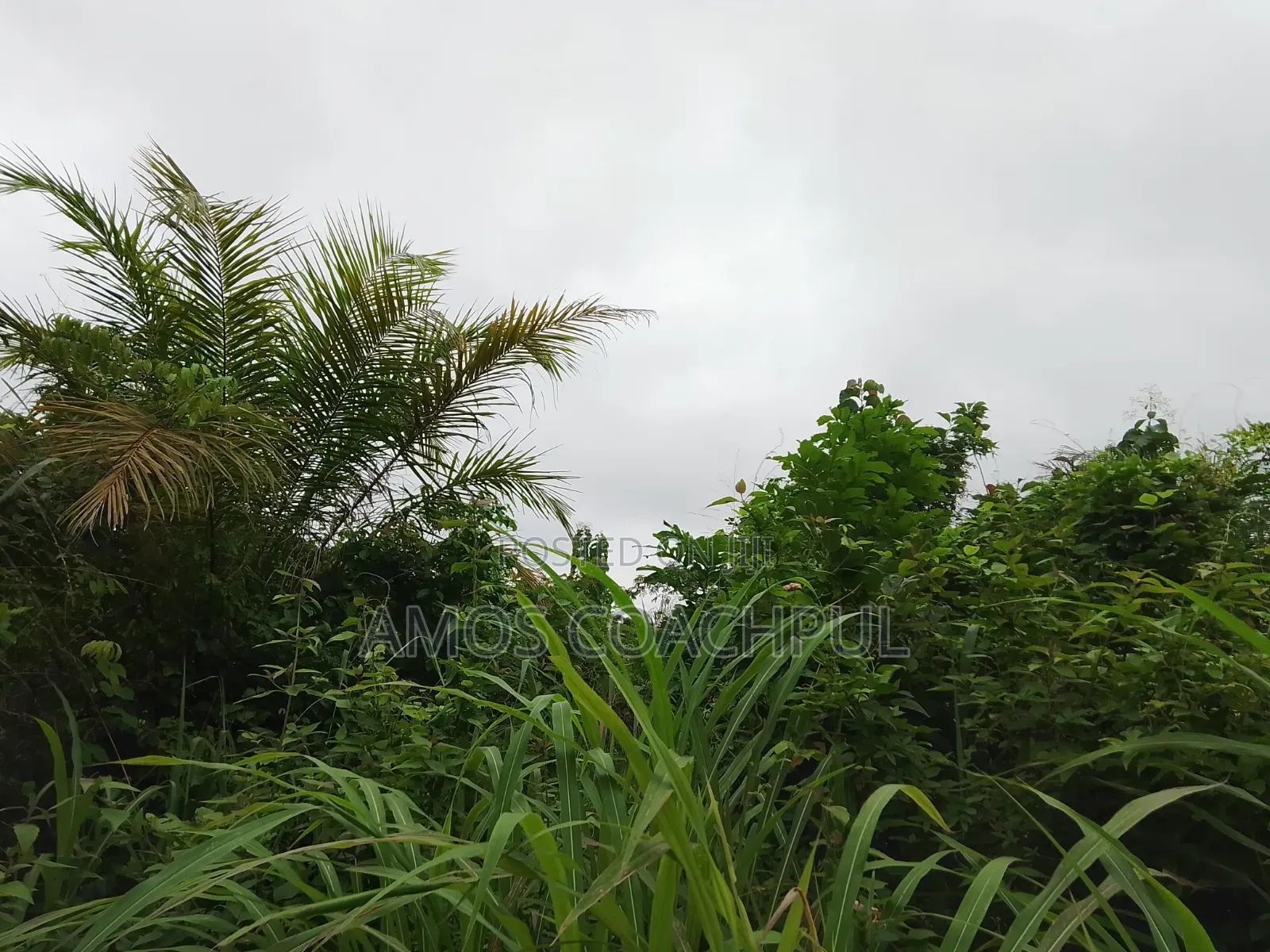 80 Acres of Farmland at Chiraa Ayiaem/Ghc15k Per Acre in Sunyani Municipal
