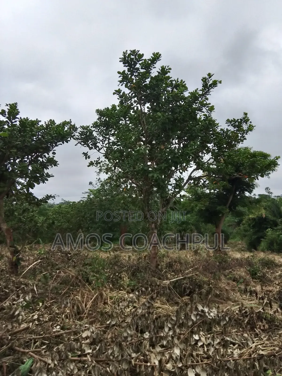 80 Acres of Farmland at Chiraa Ayiaem/Ghc15k Per Acre in Sunyani Municipal