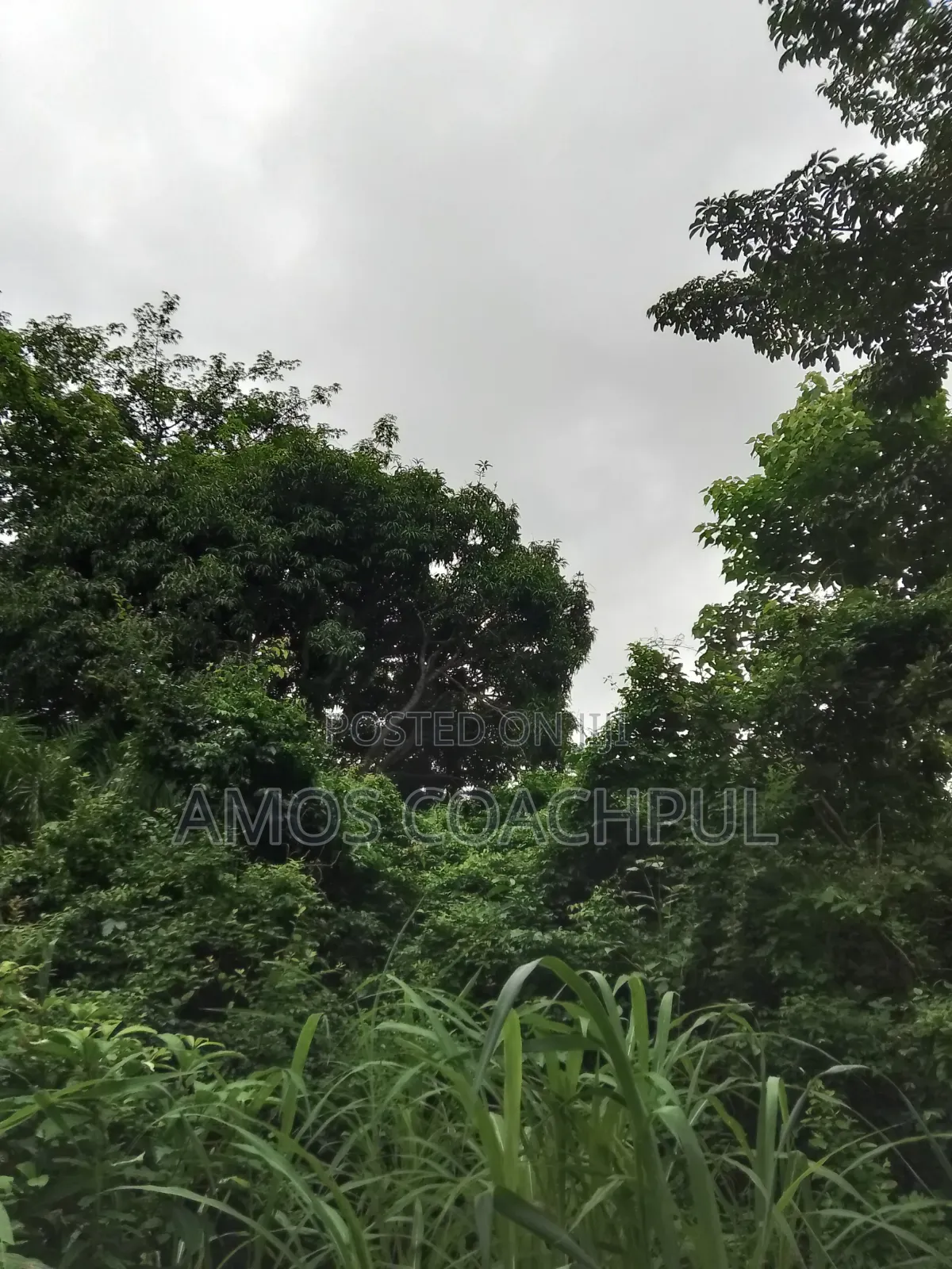 80 Acres of Farmland at Chiraa Ayiaem/Ghc15k Per Acre in Sunyani Municipal