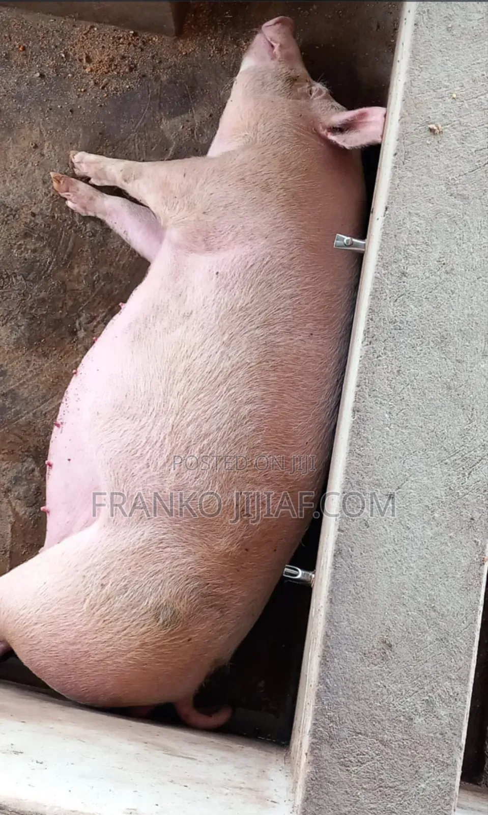 Pig Farm on 2 Plot of Land in Nsawam Adoagyiri Municipal