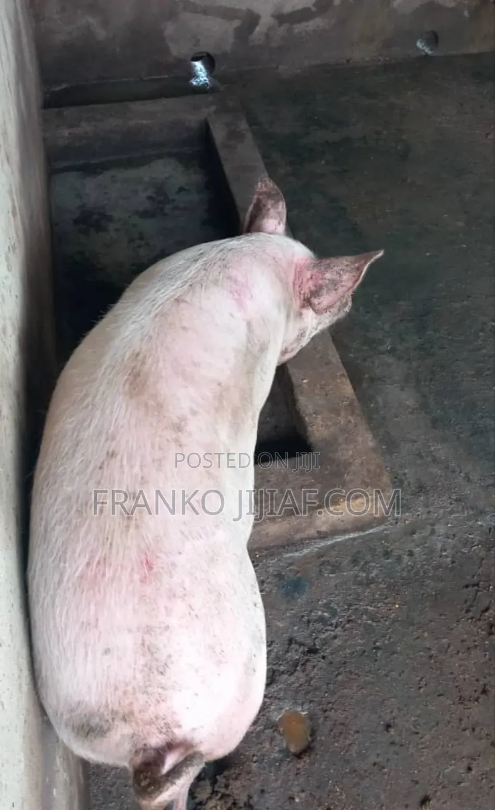 Pig Farm on 2 Plot of Land in Nsawam Adoagyiri Municipal