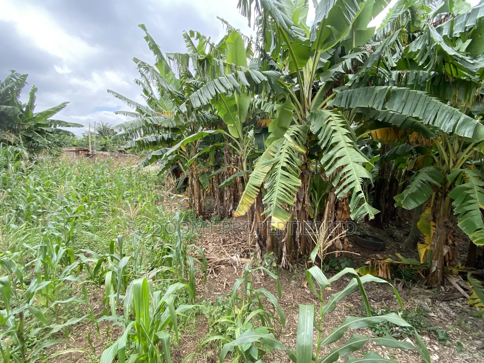 Plot of Land 140x70 Asofan Soja Line in Ofankor