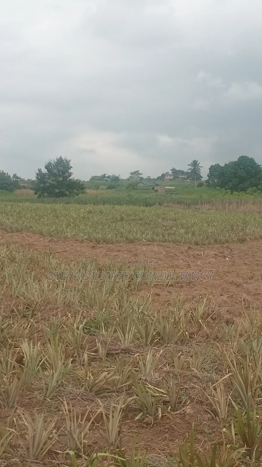 Estate Company Land for Sale at Amasaman Obom ASHIFLA in Ga South Municipal