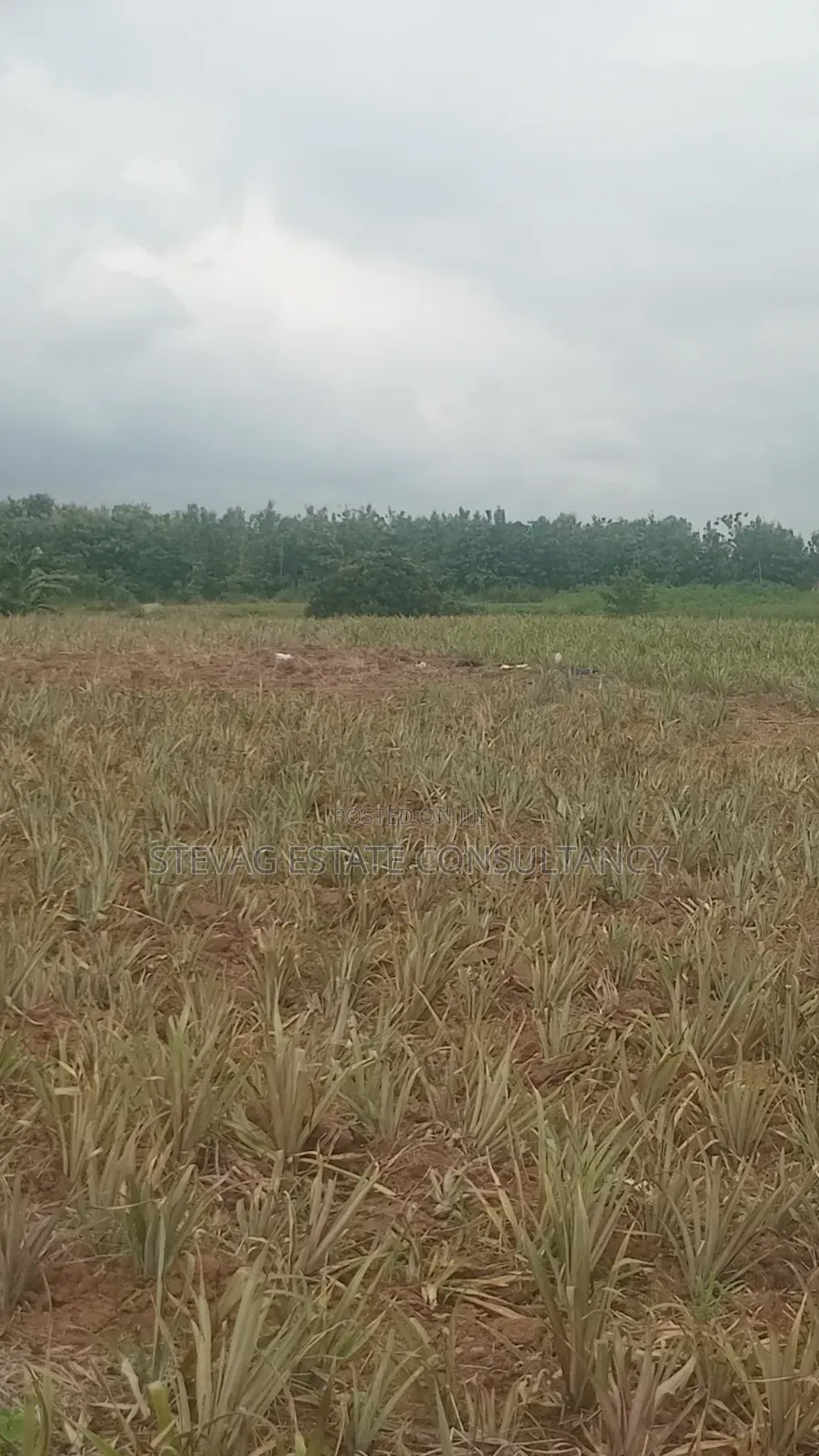 Estate Company Land for Sale at Amasaman Obom ASHIFLA in Ga South Municipal