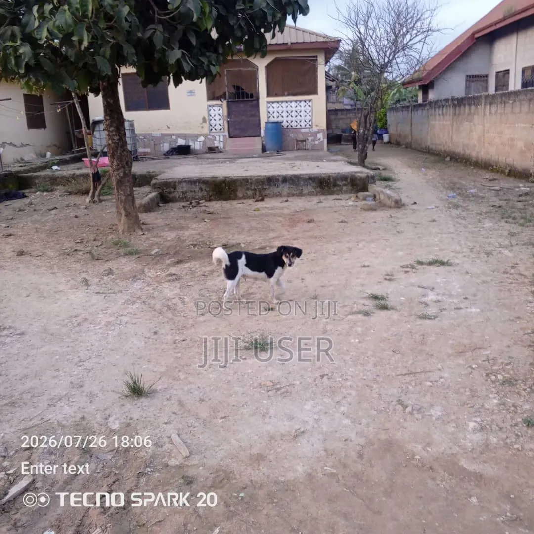 4bdrm House in Upper Denkyira East for sale in Upper Denkyira East