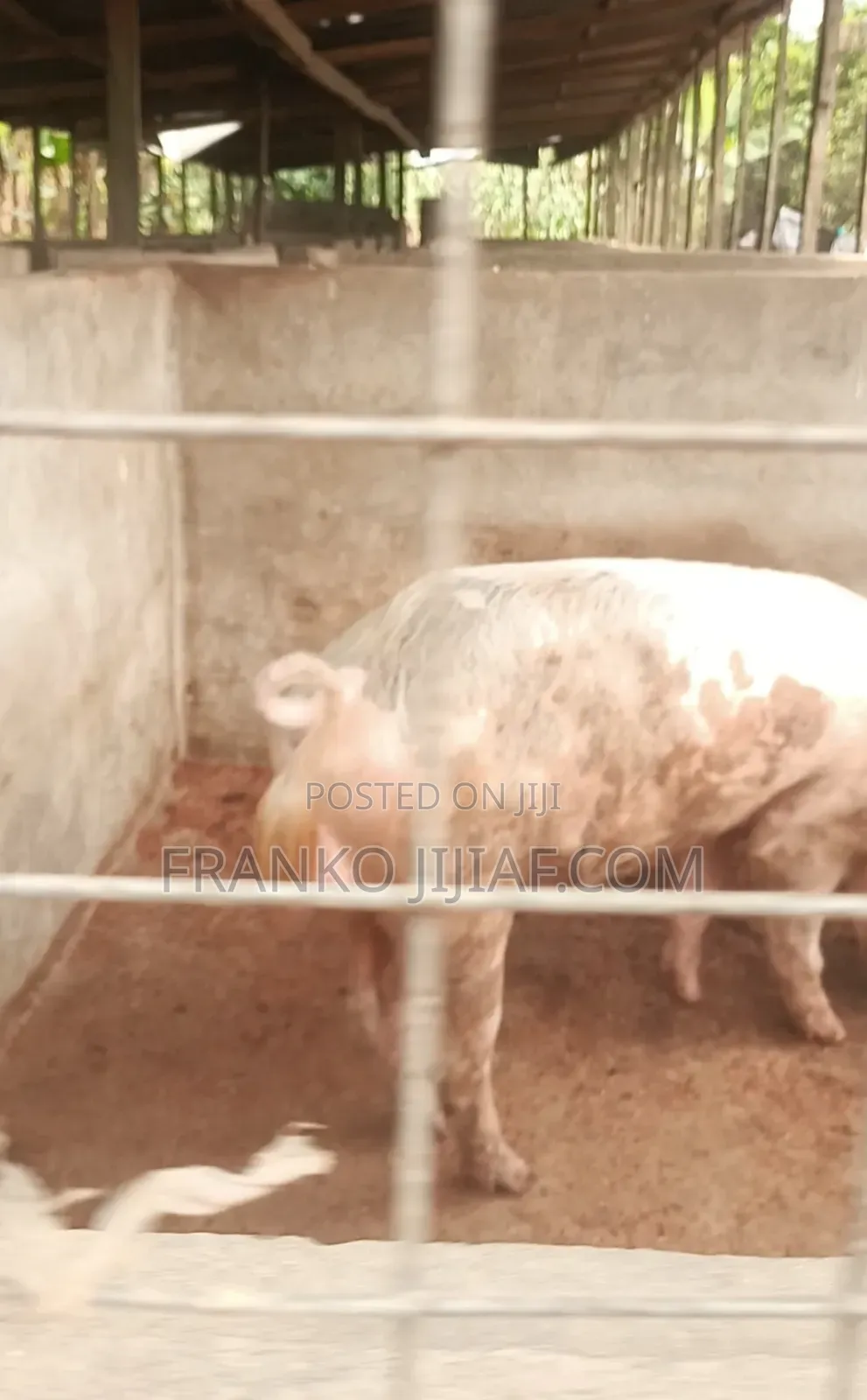 Pig Farm on 2 Plot of Land in Nsawam Adoagyiri Municipal