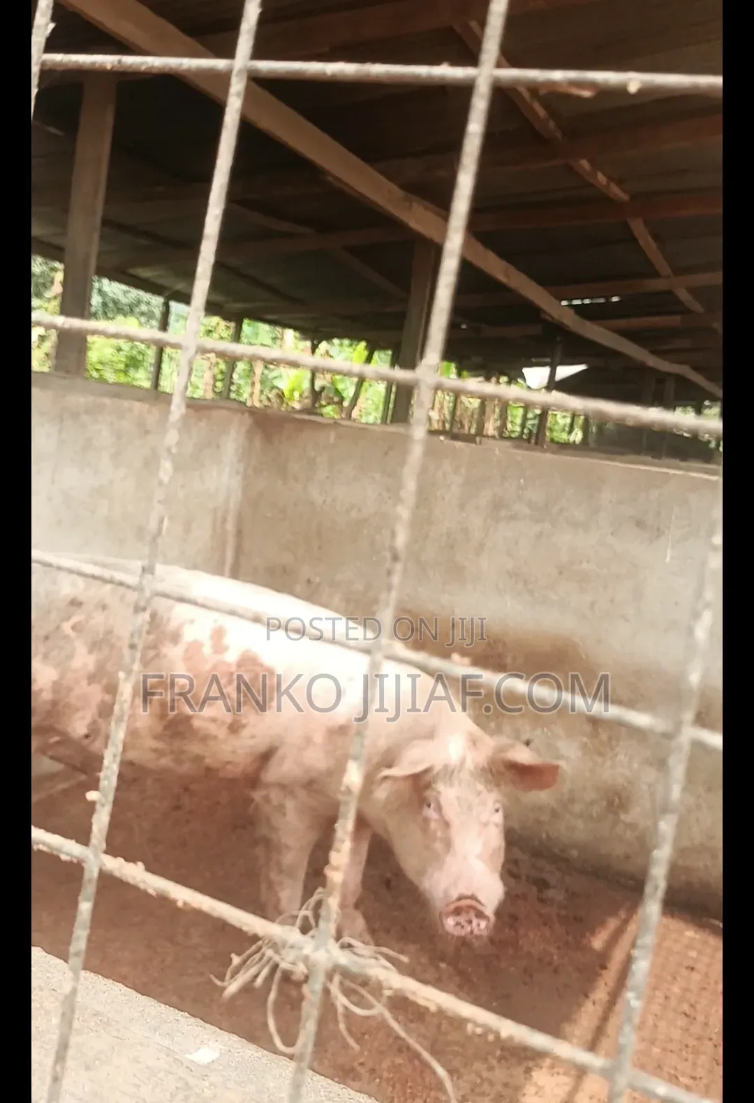Pig Farm on 2 Plot of Land in Nsawam Adoagyiri Municipal