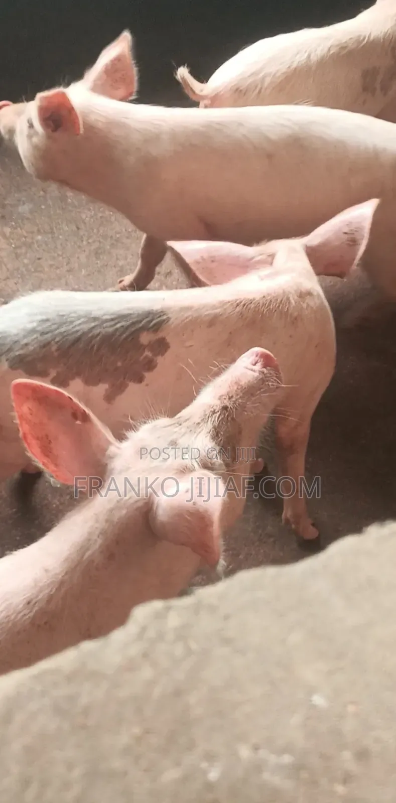 Pig Farm on 2 Plot of Land in Nsawam Adoagyiri Municipal
