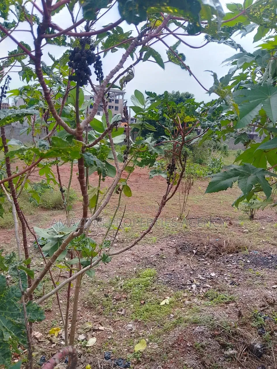 Two Acres Land at Circle Main Road Around Vodafone Office in Obraa Spot