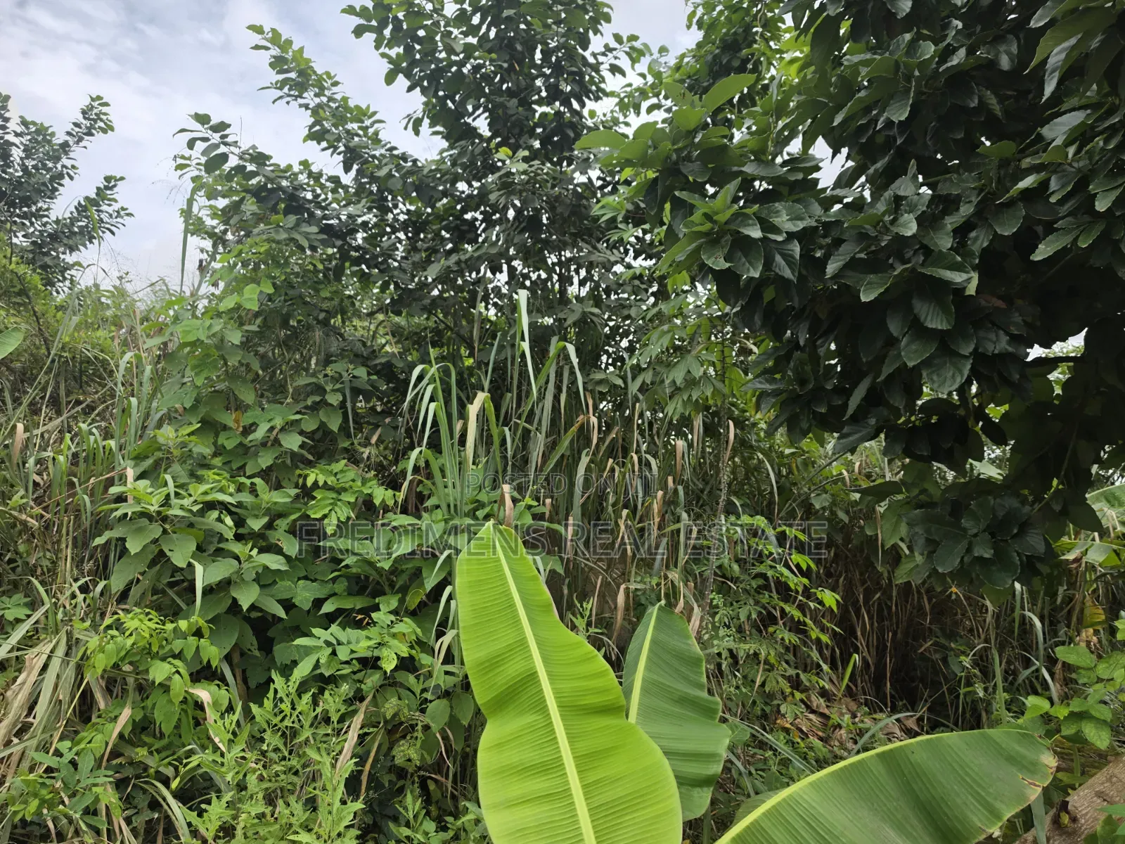 Land at Asuofia-Achiase for Sale in Kumasi Metropolitan