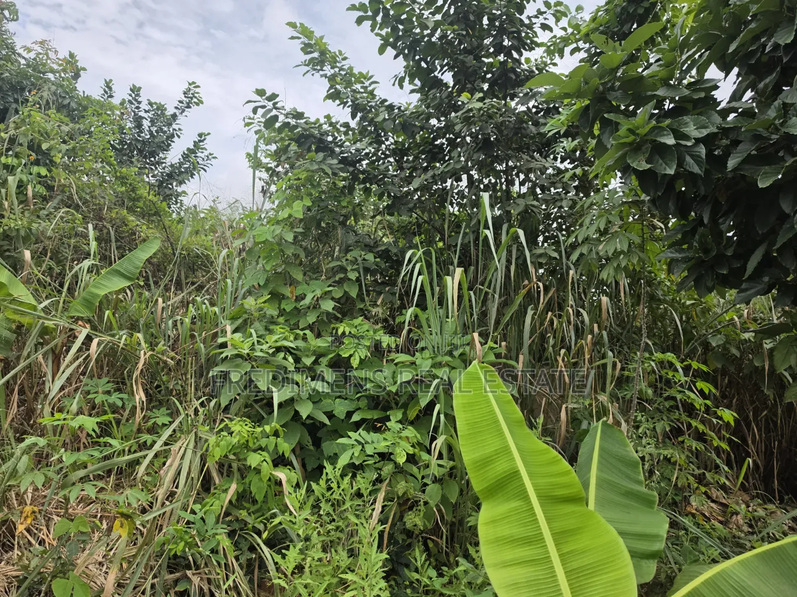 Land at Asuofia-Achiase for Sale in Kumasi Metropolitan