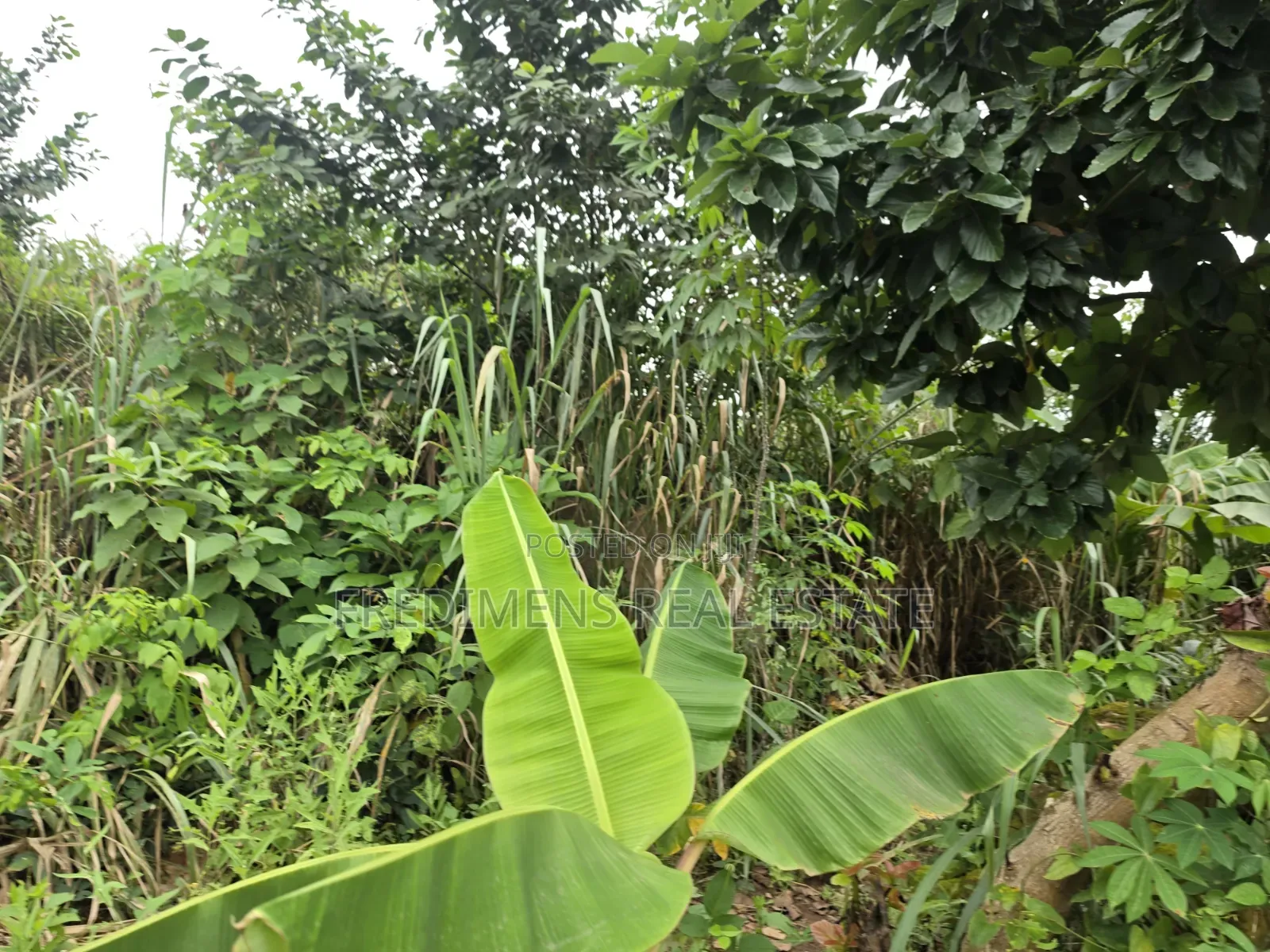 Land at Asuofia-Achiase for Sale in Kumasi Metropolitan