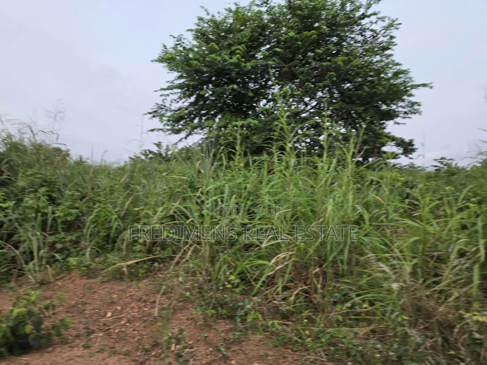 Land at Aboabugya for Sale in Afigya-Kwabre