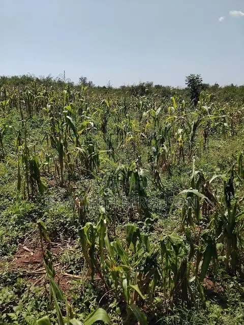 Farmland at Gomoa Odumase Forsale in Gomoa East