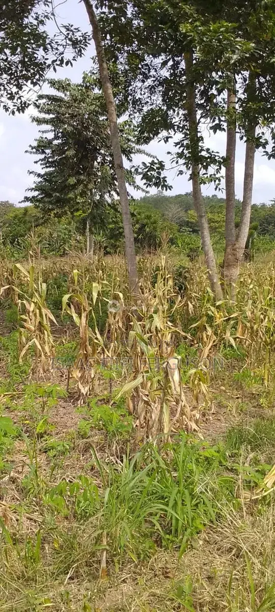 Farmland at Gomoa Odumase Forsale in Gomoa East