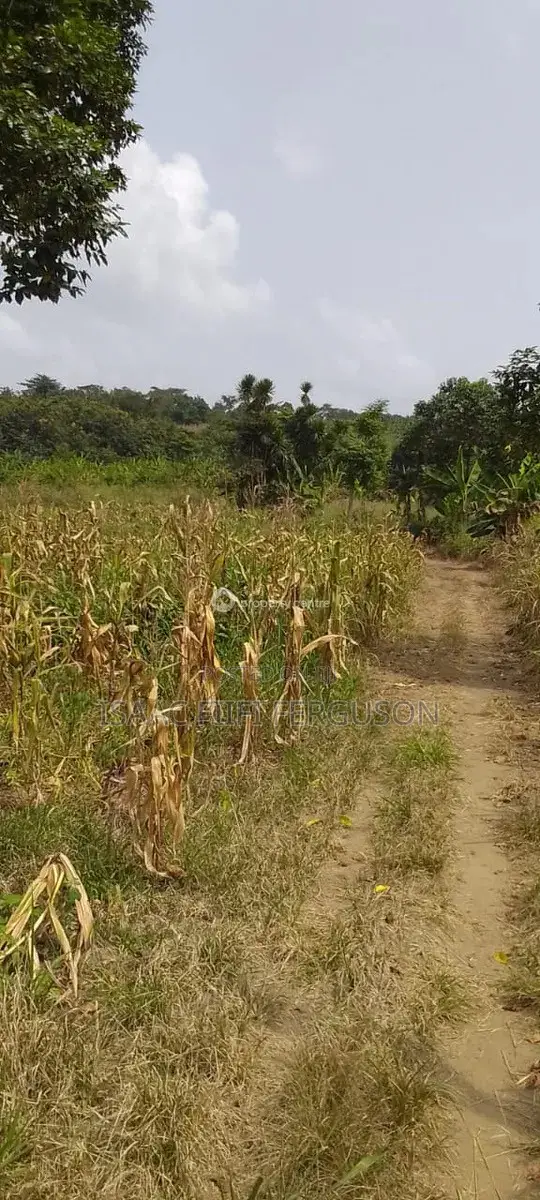 Farmland at Gomoa Odumase Forsale in Gomoa East