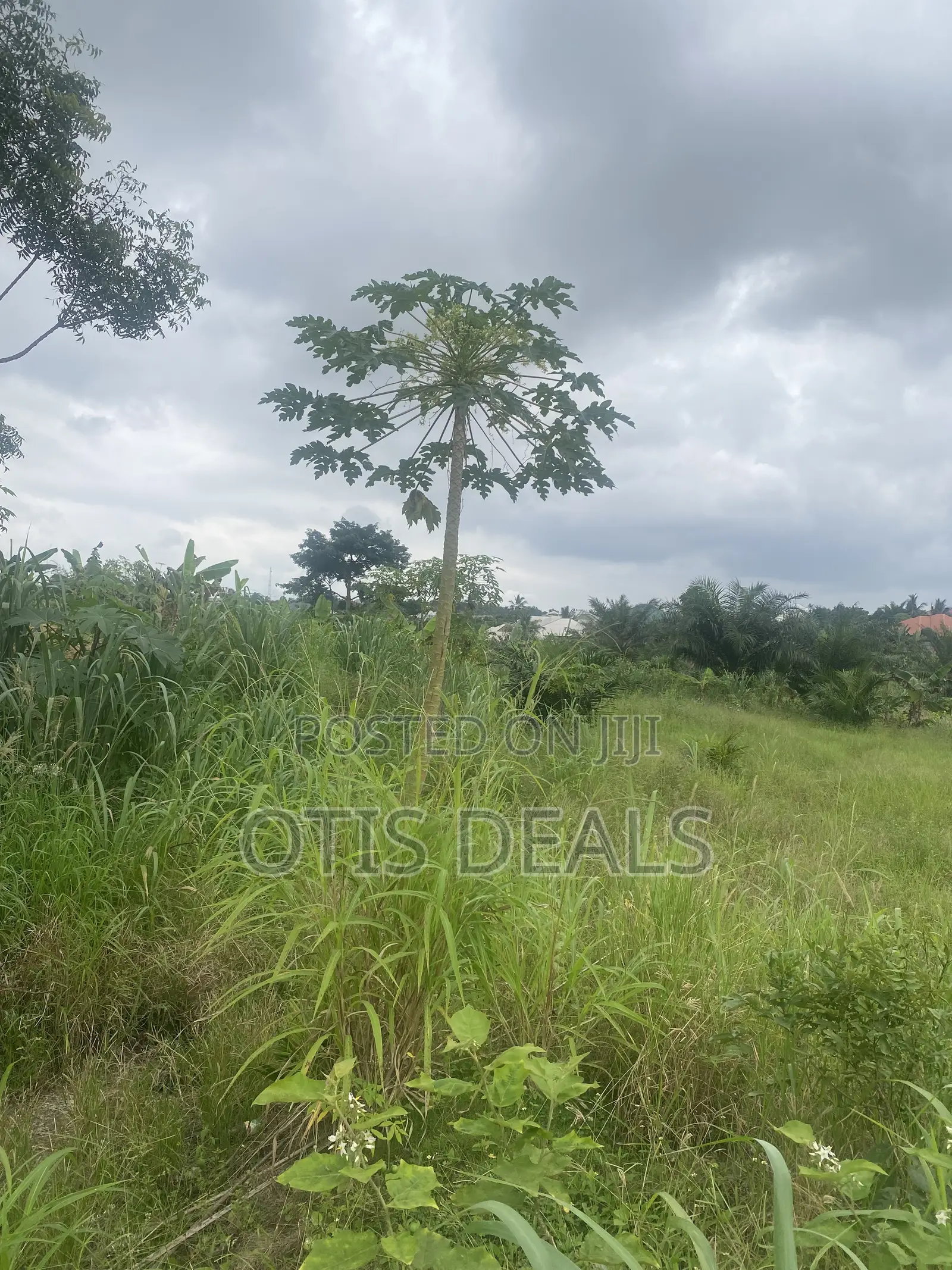 Two Plot of Land for Sale at Ag Swedru Bangalow, One for 35000 in Gomoa East