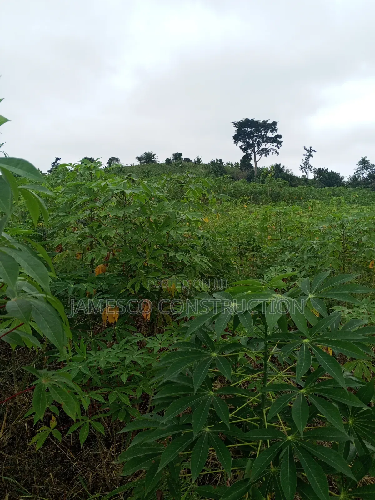 Farmland for Sale in Agona West Municipal