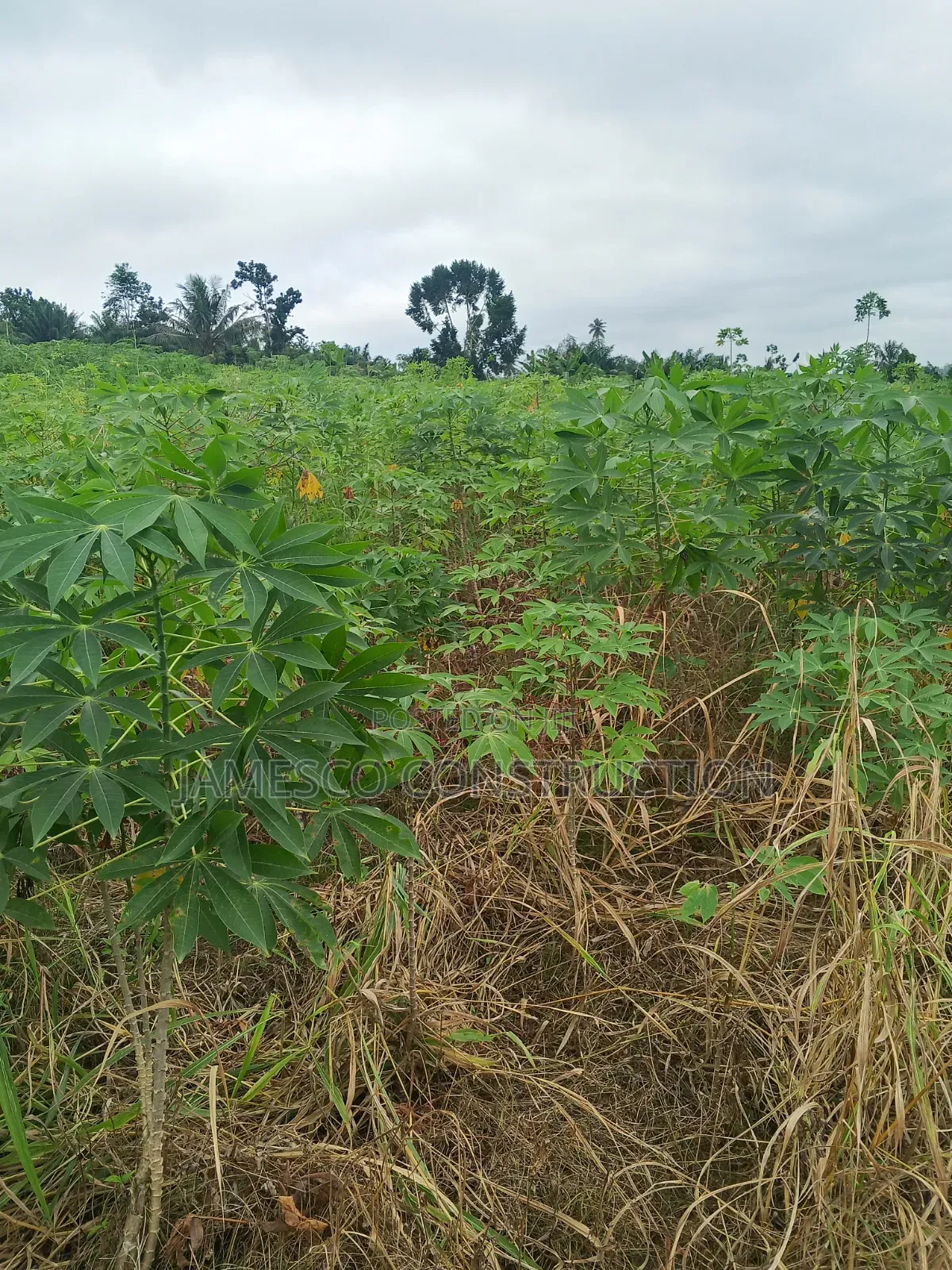 Farmland for Sale in Agona West Municipal
