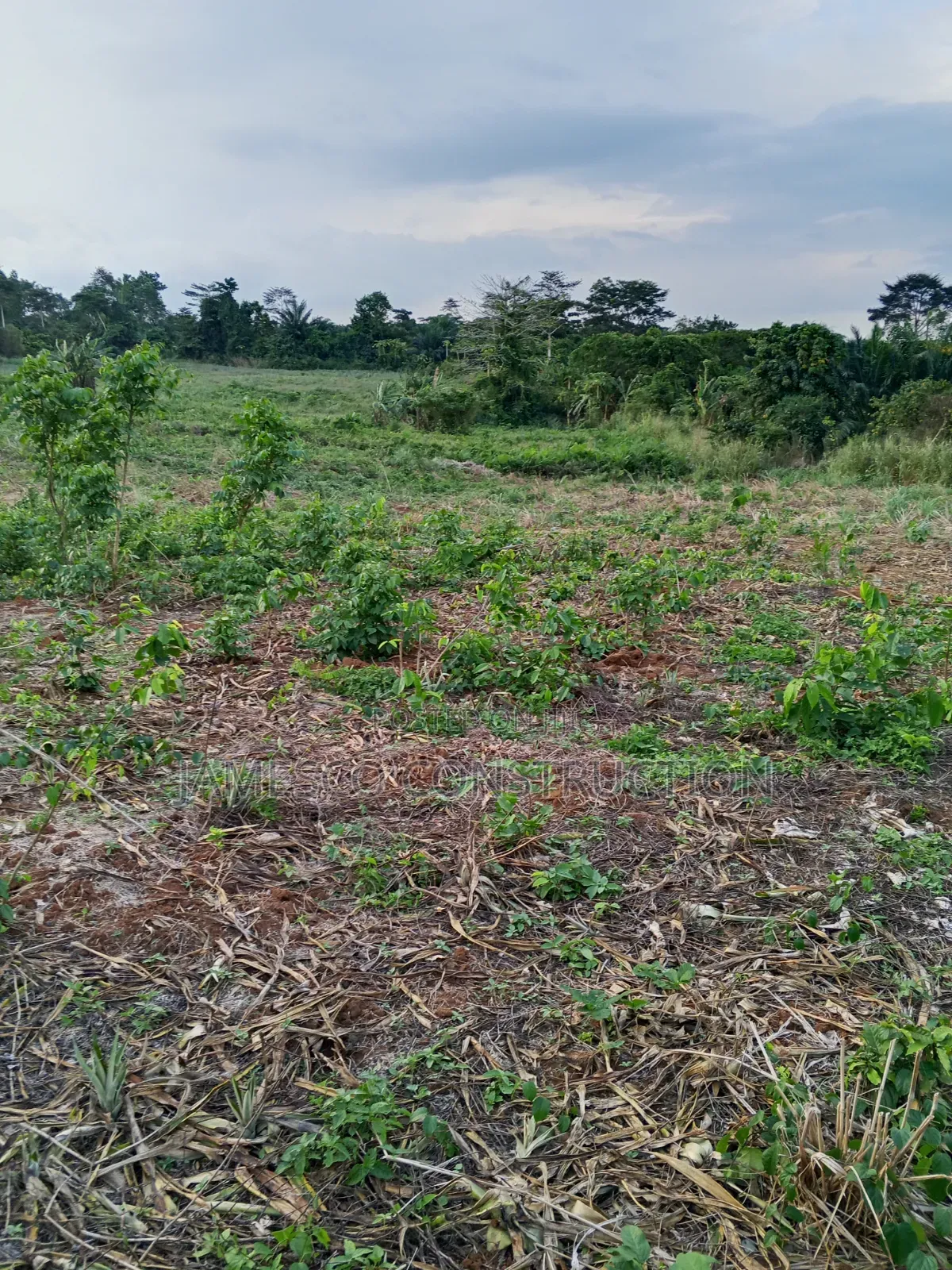 Farmland for Sale in Agona West Municipal
