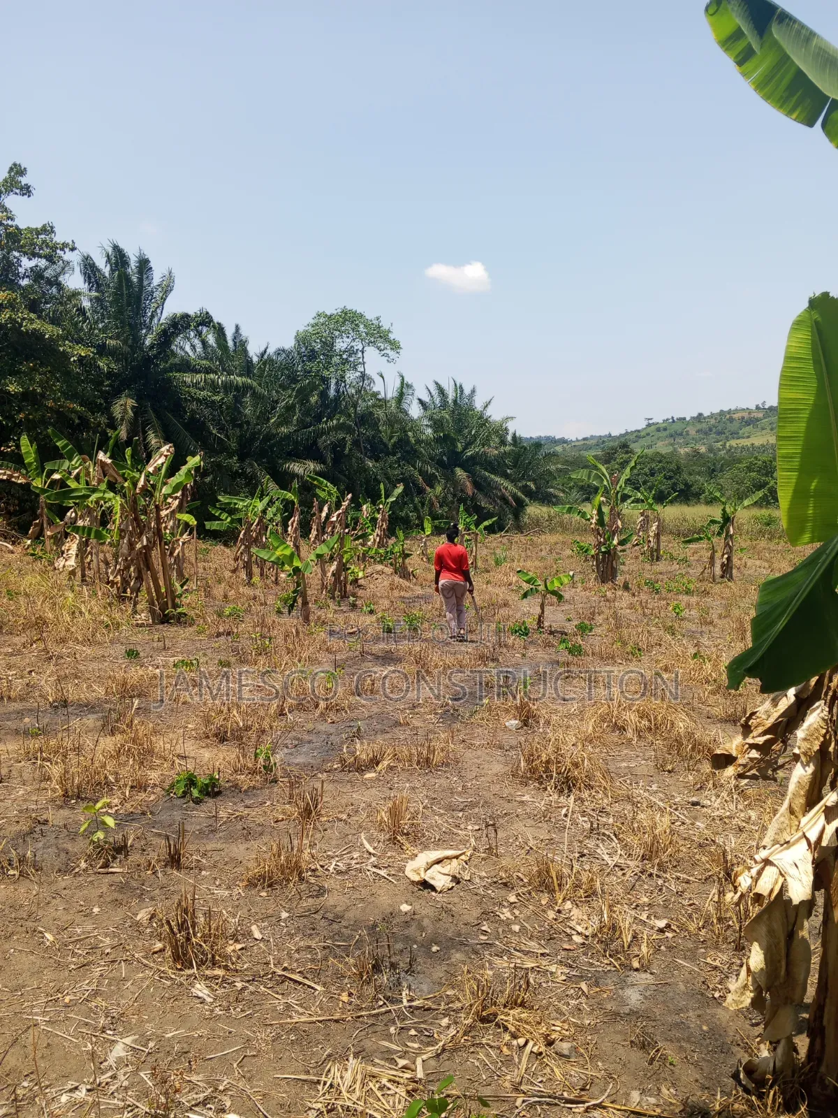 Farmland for Sale in Krachi Bontibor in Krachi East