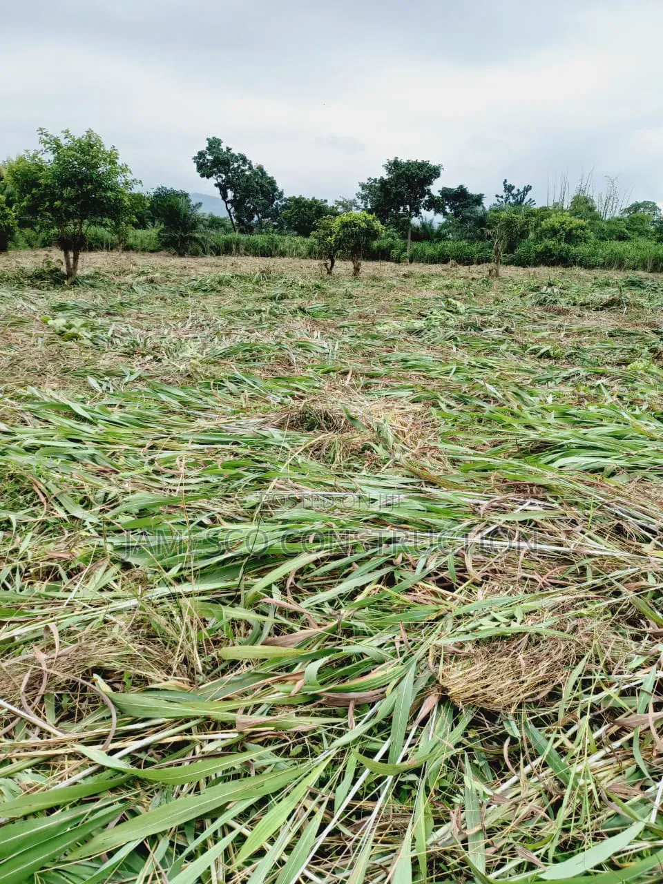 Farmland for Sale in Krachi Bontibor in Krachi East