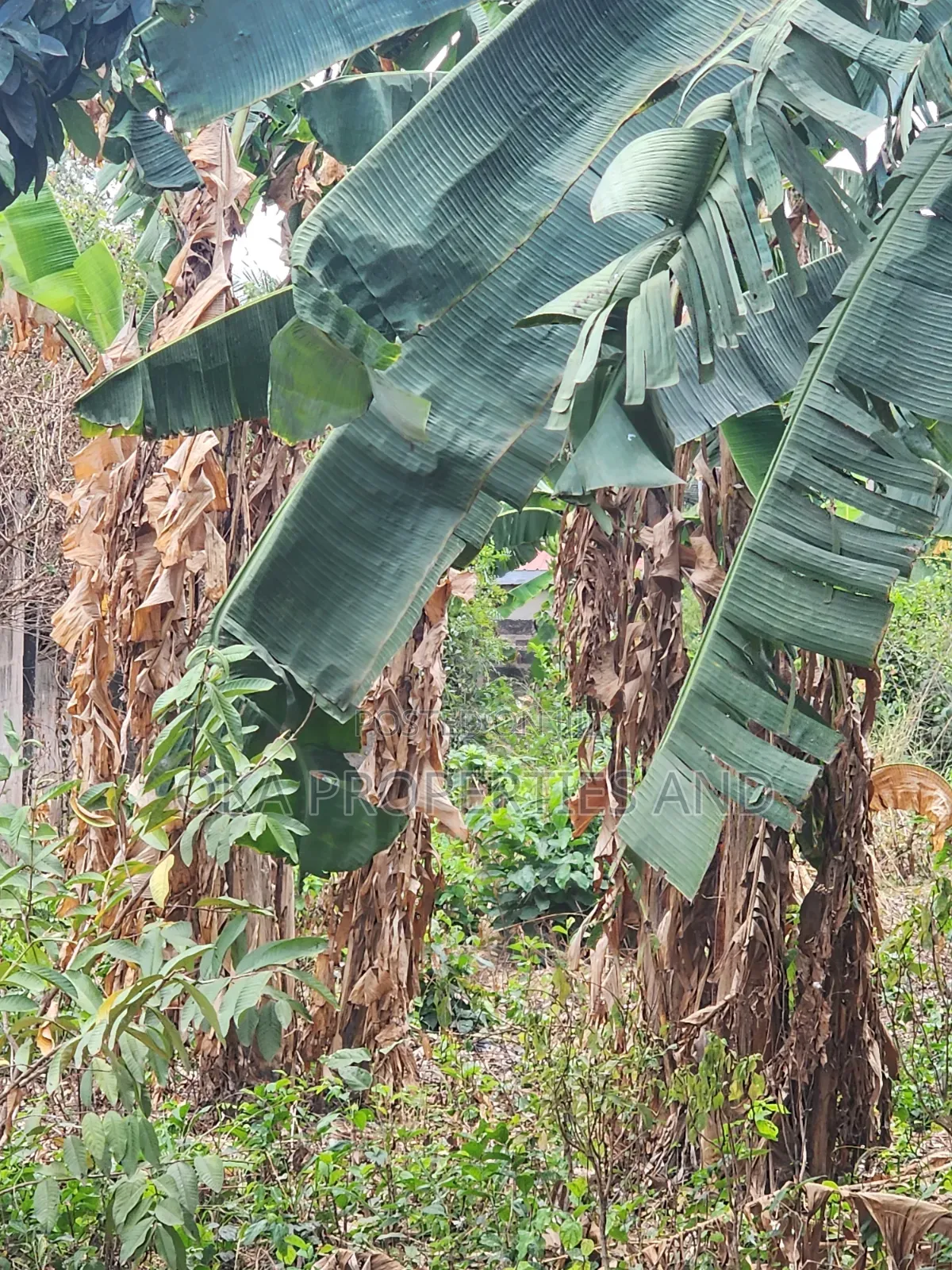 One Acre Land for Sale at Paraku Estate. in Ga East Municipal
