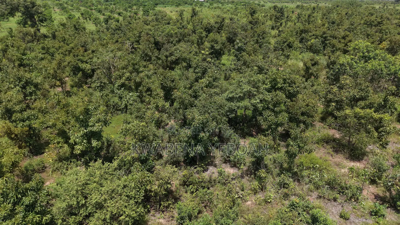 1,000 Acres of Farmland for Sale – Dromankuma, Bono East in Nkoranza North