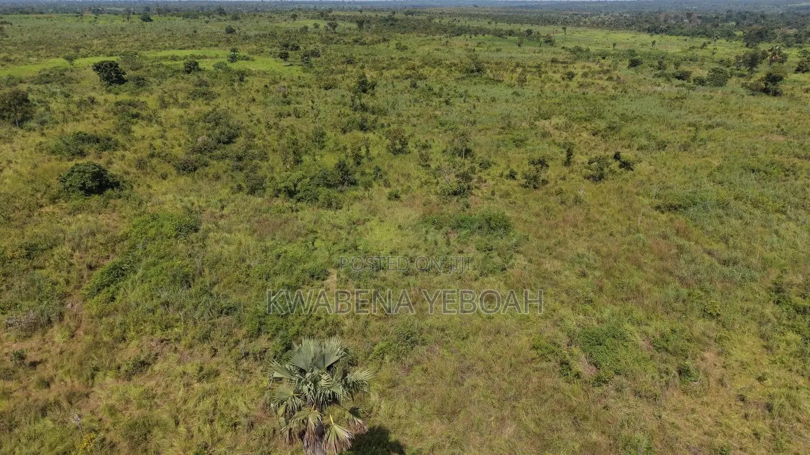 51 Acres of Farmland for Sale – Dromankuma, Bono East in Nkoranza North